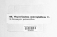 Hypomyces chrysospermus image